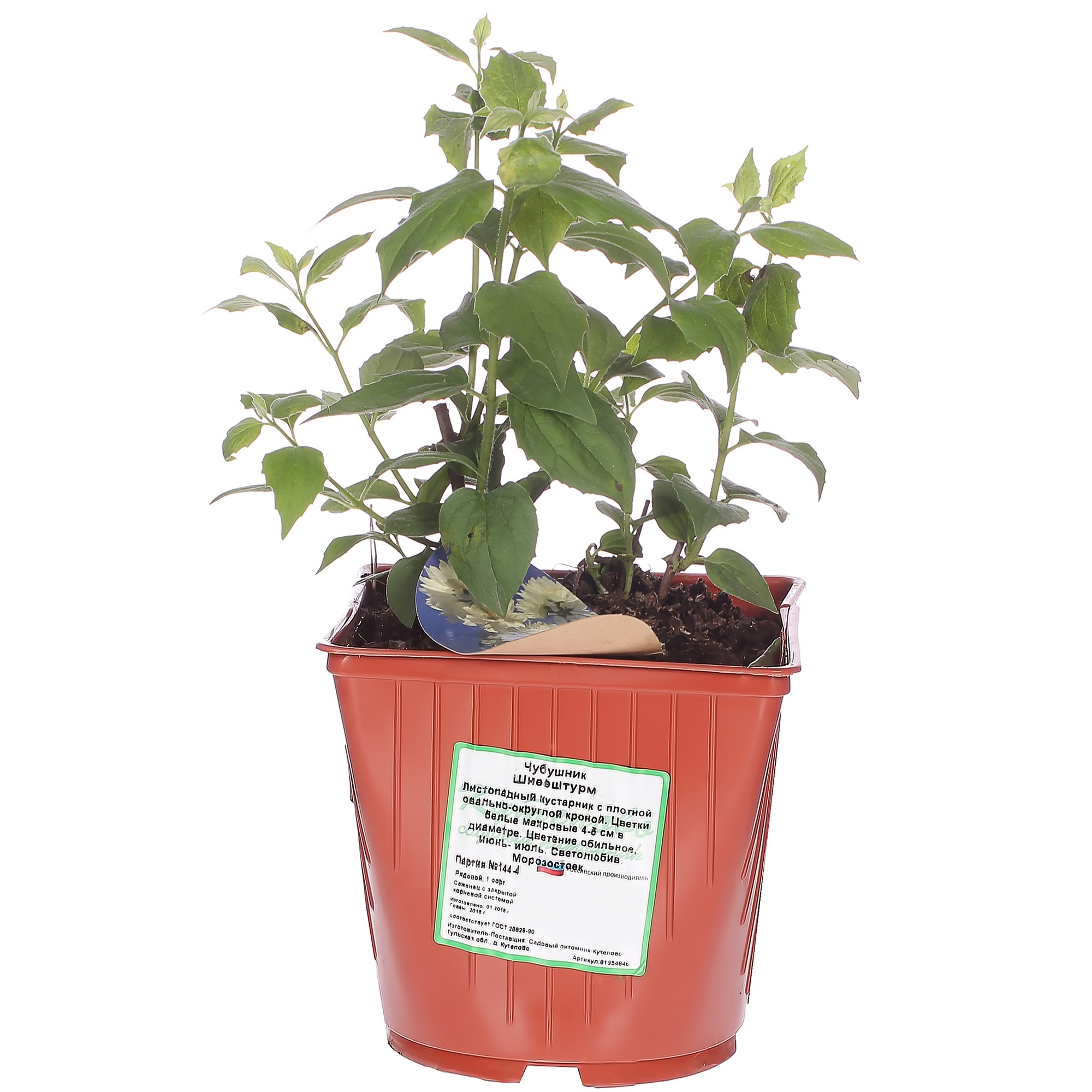 Садовый жасмин Шнеештурм Santreyd - махровый белоснежный кустарник 81954846 STLM-0015199