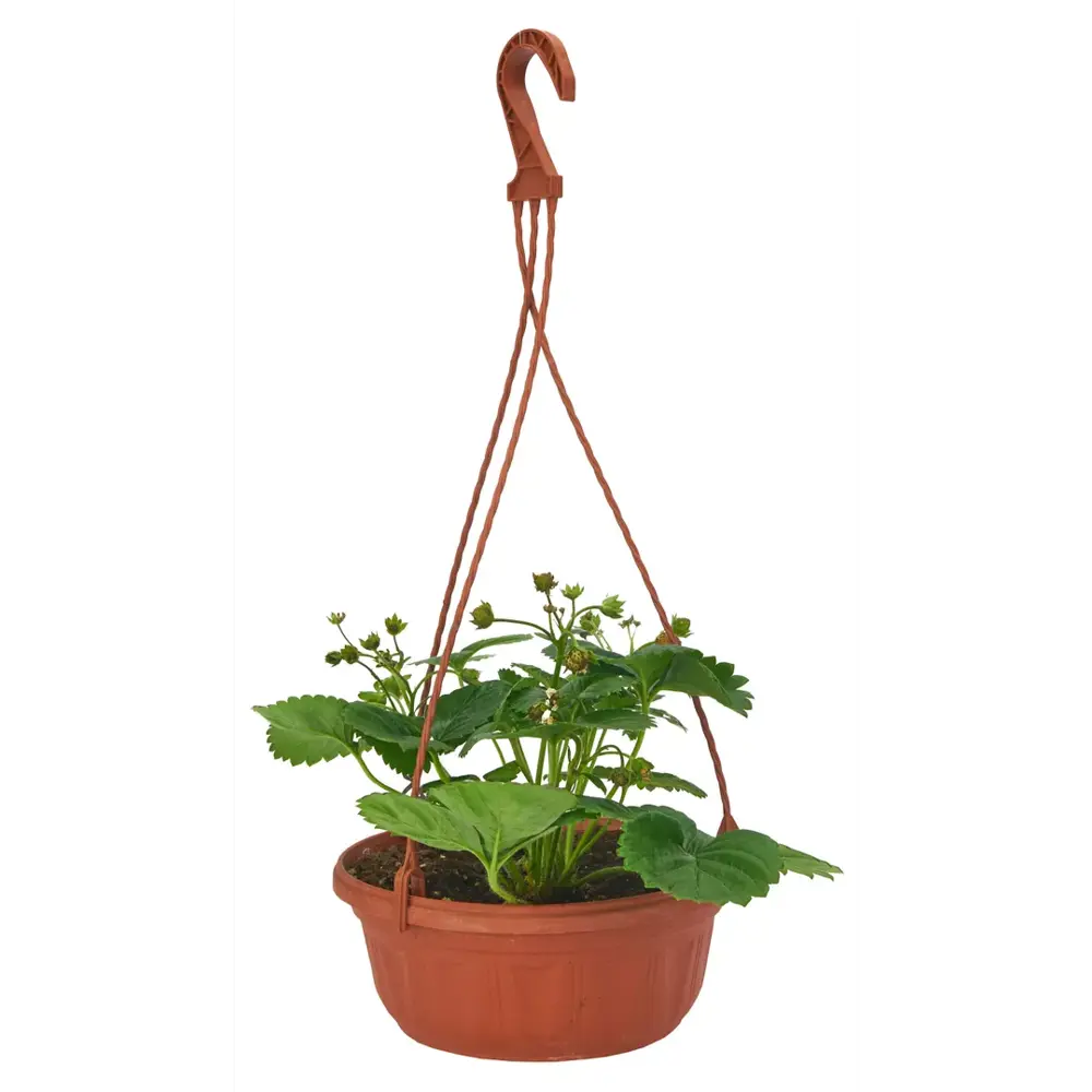 Земляника микс ø18 h20 см Santreyd STLM-2022545