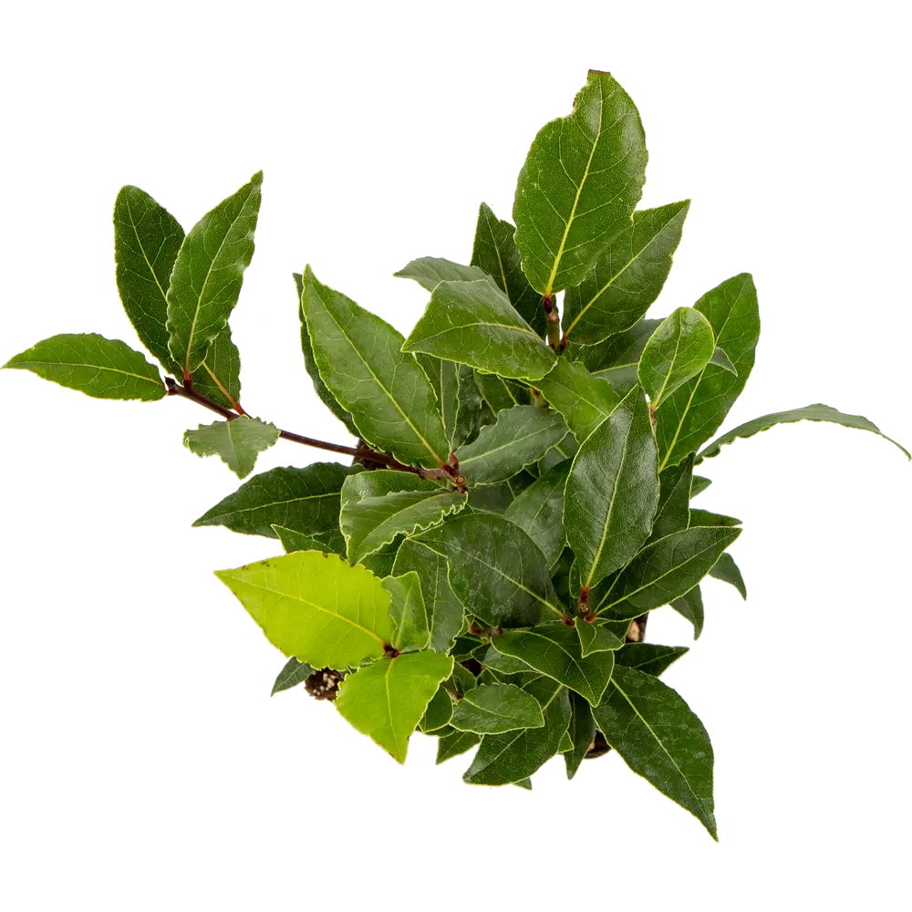 Лавр Нобилис 9x30 см Santreyd STLM-2036486 - Вид №1