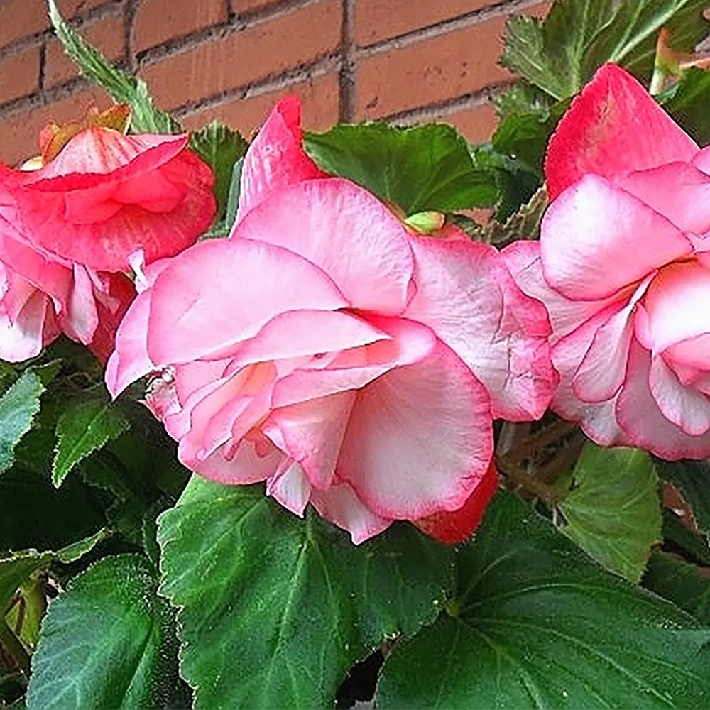 Бегония «cascade Florence», 5х6 см GEOLIA STLM-2099631