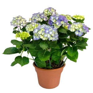Гортензия микс ø14 h35 см