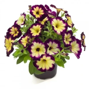Крейзитуния микс ø12 h15 см 89465632 STLM-2135813