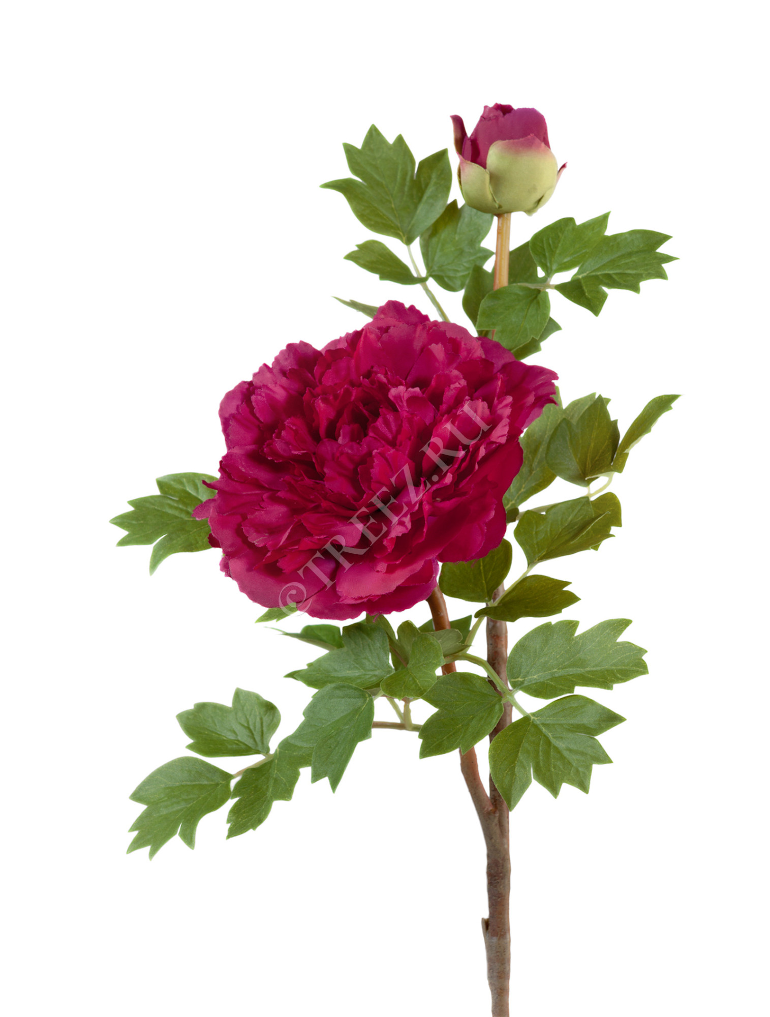 30.0613123RD Пион бордовый ветвь малая Цветочная коллекция 