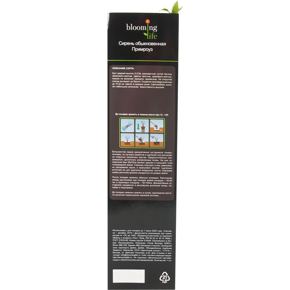 Сирень обыкновенная Примроуз в тубе 82539531 STLM-2104201 BLOOMING LIFE  - Вид №2