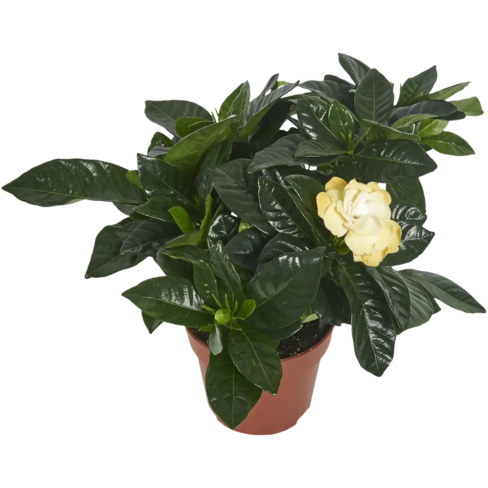 Гардения жасминовидная 13x27 см 82383043 STLM-2061632 Santreyd 