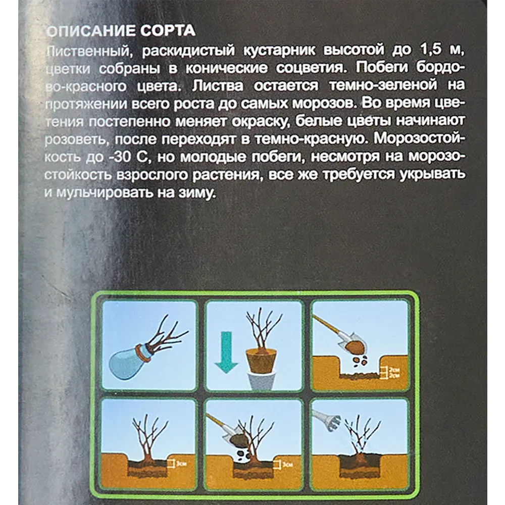Гортензия метельчатая Уимс Ред ø9 h40 см 83738870 STLM-2139960 Santreyd  - Вид №4