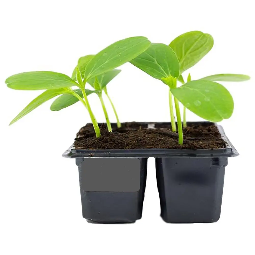 Огурец микс h10 см 4 шт Santreyd STLM-2019979