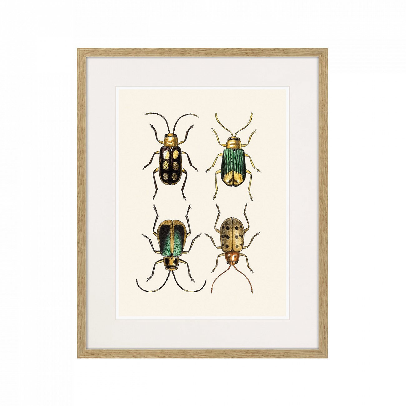 Картина: Assorted Beetles №8, 1735г. КАРТИНЫ В КВАРТИРУ  264415 Разноцветный  - Вид №1