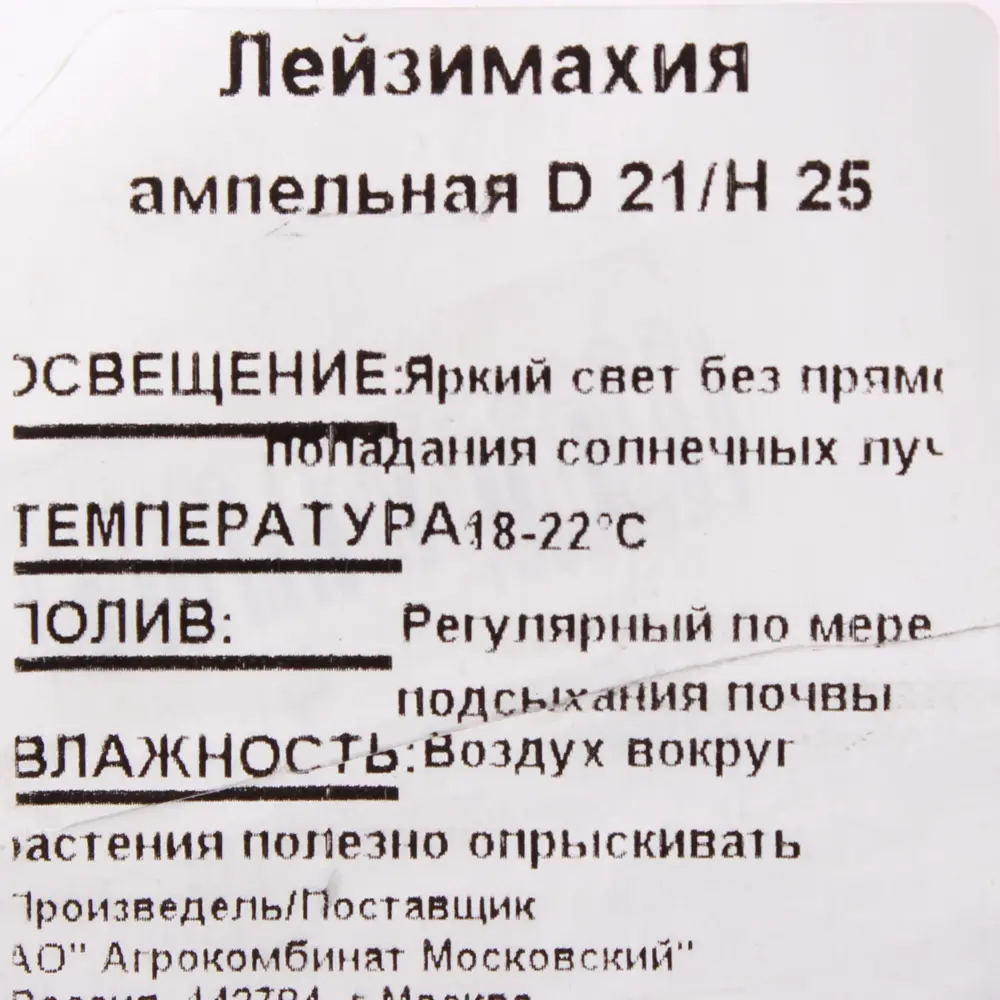 Рассада «Лейзимахия ампельная», 25x21 см 15983433 STLM-2098455 Santreyd  - Вид №2