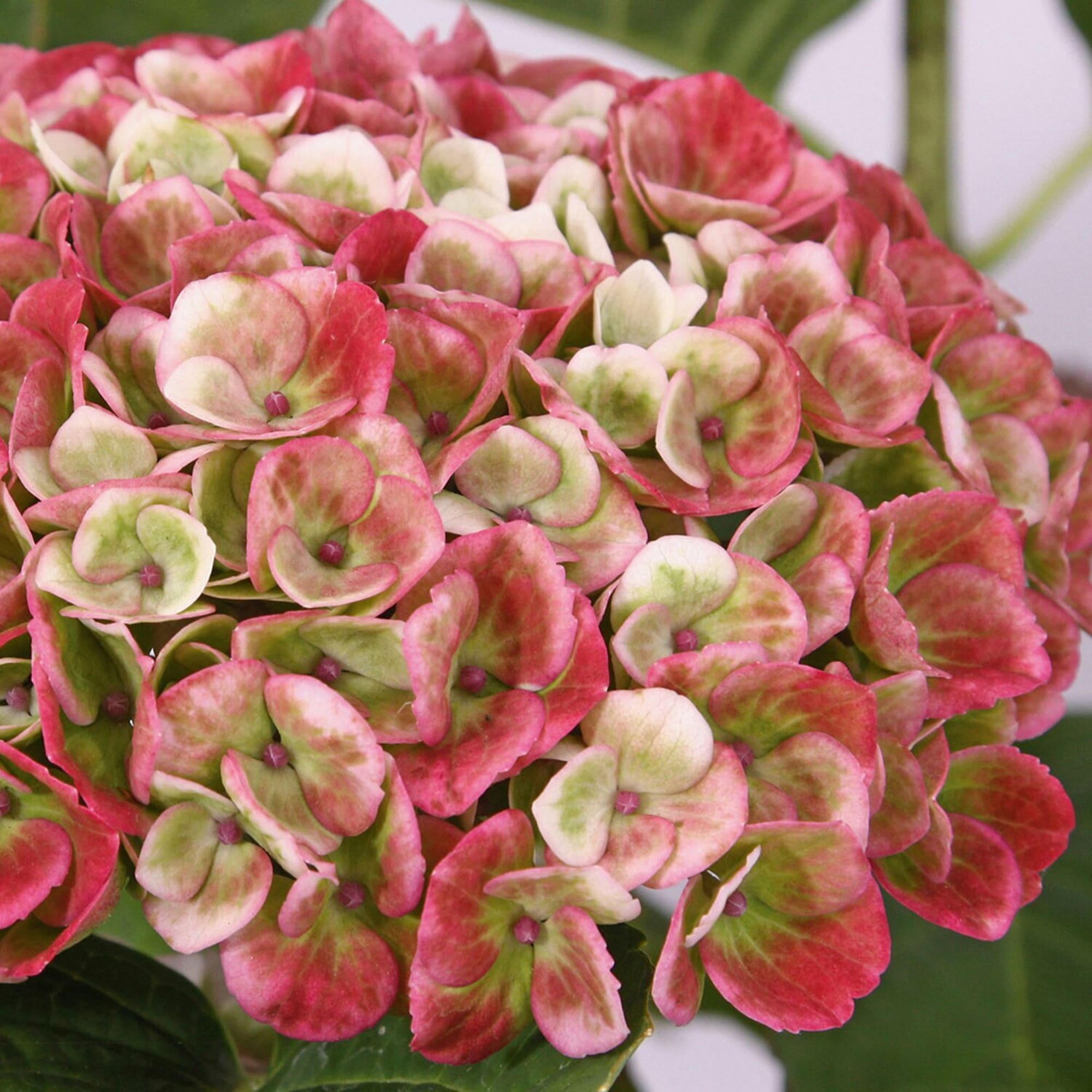 86726607 Гортензия Меджикал революшн пинк ø23 h30 - 40 см Santreyd 