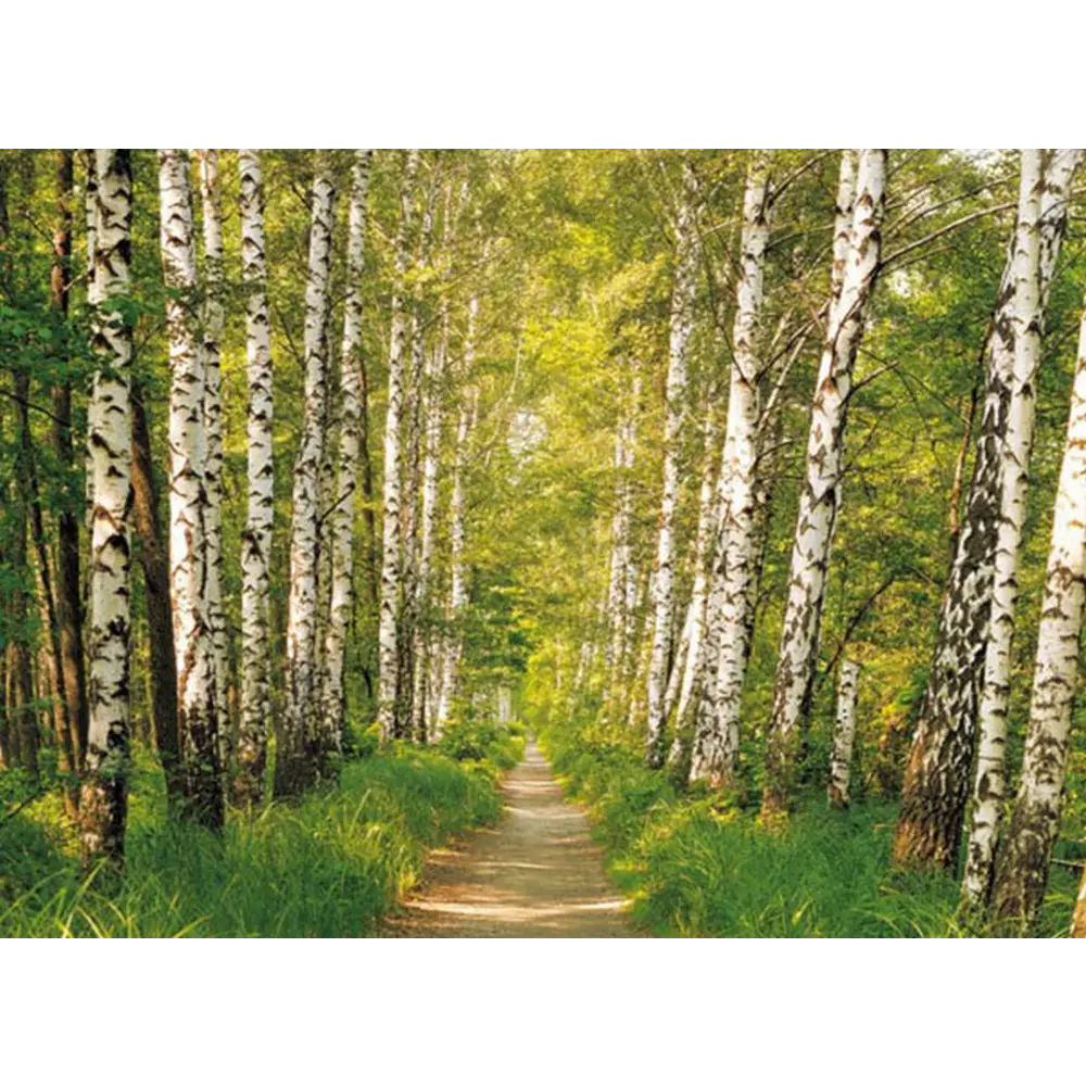 Фотообои «Берёзовая роща», бумажные, 368x254 см, 8-301 Komar Березовая роща STLM-2012423