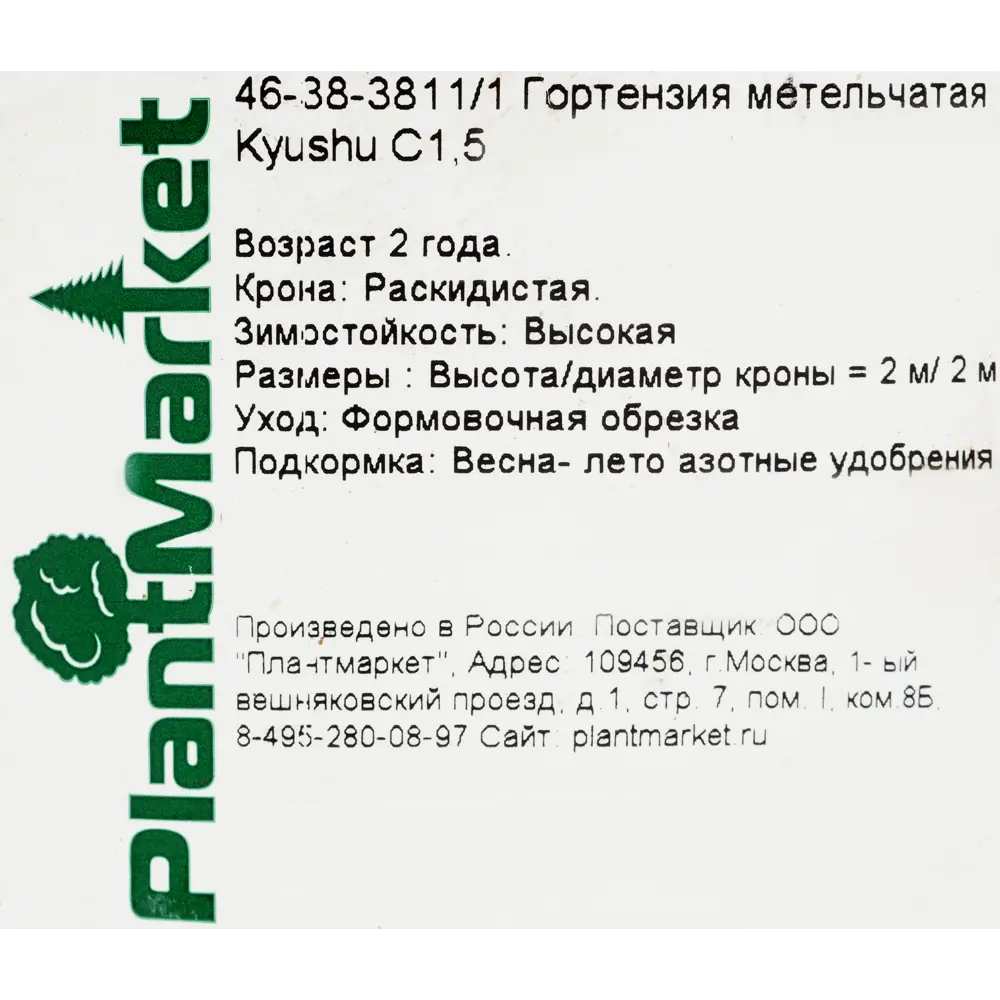 Гортензия метельчатая «Киушу» C1.5 82174055 STLM-2106805 PLANTMARKET  - Вид №1