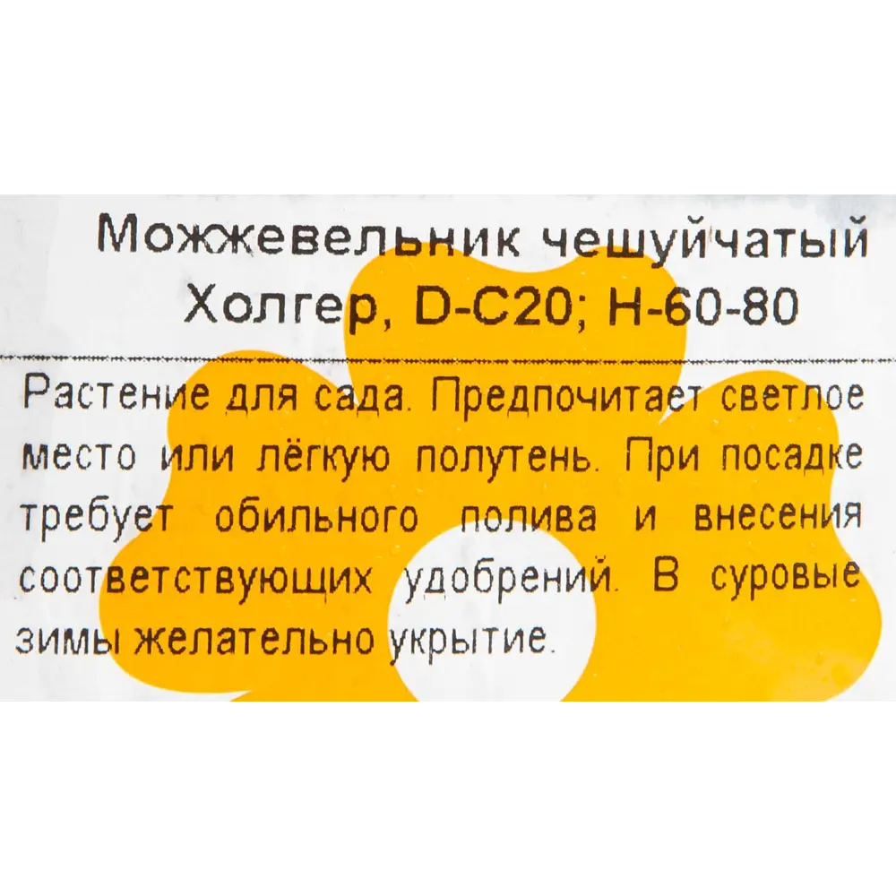Можжевельник чешуйчатый «Холгер» 40x70 см 82601674 STLM-2048471 Santreyd  - Вид №1