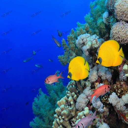 WP00382 Фотообои Verol Фотообои decoline 1х1 м