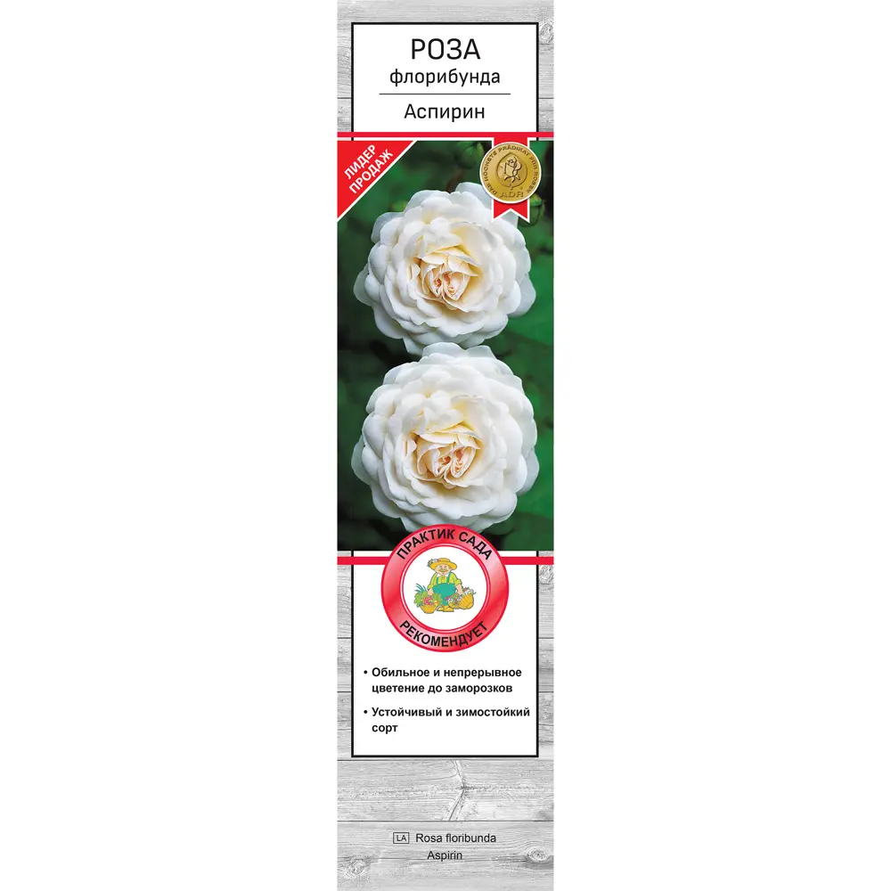 Роза флорибунда Аспирин h37 см 83786577 STLM-2074805 Santreyd  - Вид №1