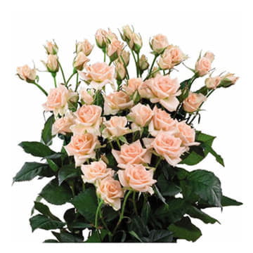 Роза тр свит сара 70 см Santreyd 24690 - Вид №1