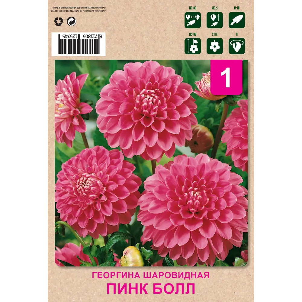 Георгина шаровидная пинк болл 1 шт Santreyd STLM-2194099