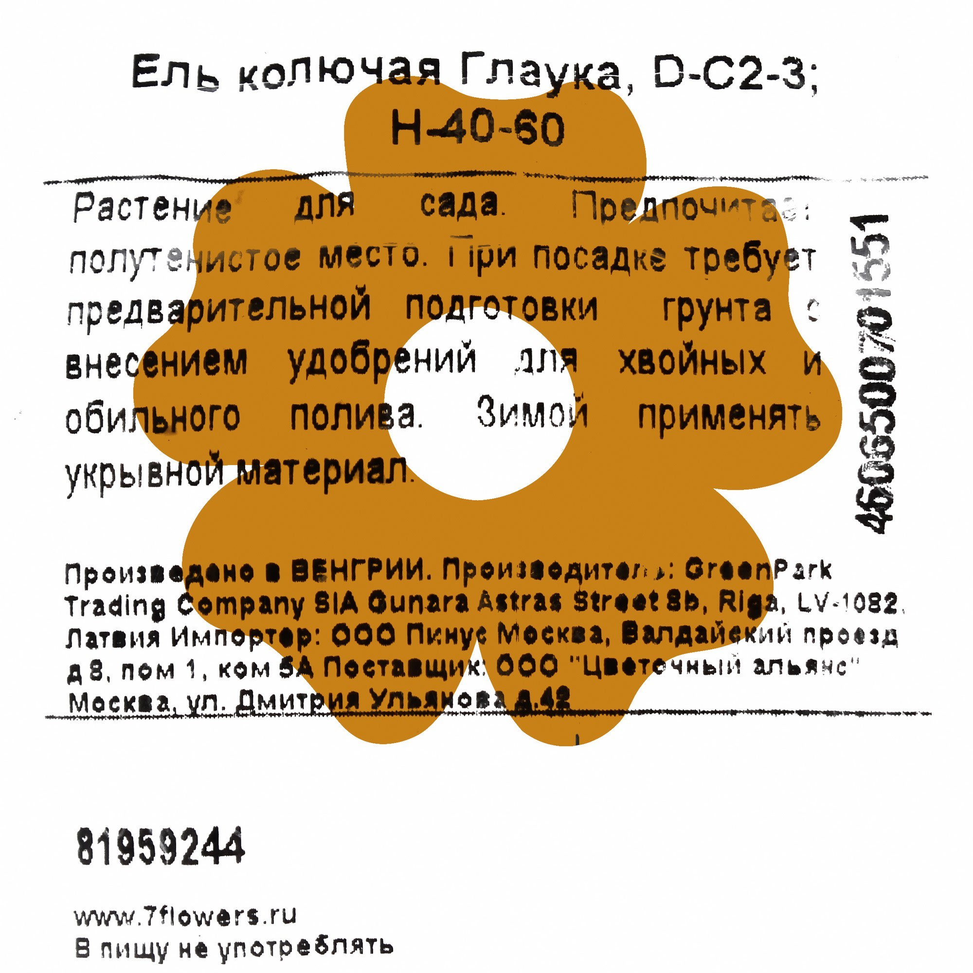 81959244 Ель колючая «Глаука» С2-3/40-60 Santreyd  - Вид №2