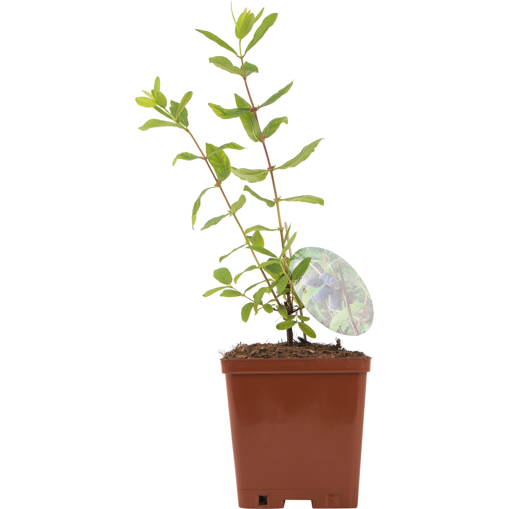 82597084 Жимолость плодовая «Волхова» C2 высота 50 см Santreyd  - Вид №2