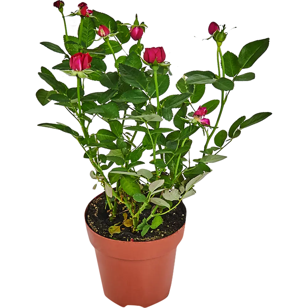 Роза патио микс d13 h35 82579540 STLM-2149995 Santreyd 