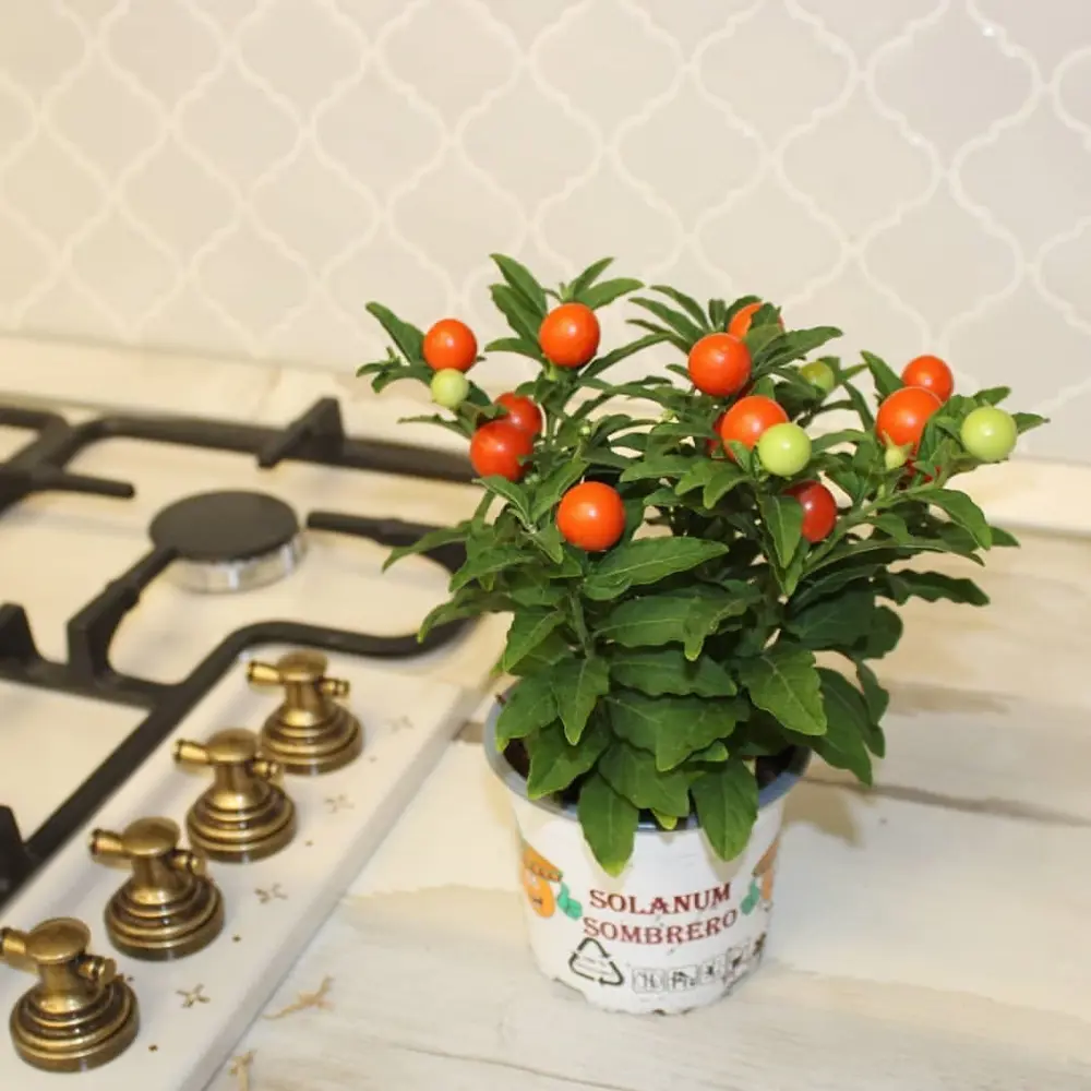 Солянум микс 10.5x25 см Santreyd STLM-2205983 - Вид №4