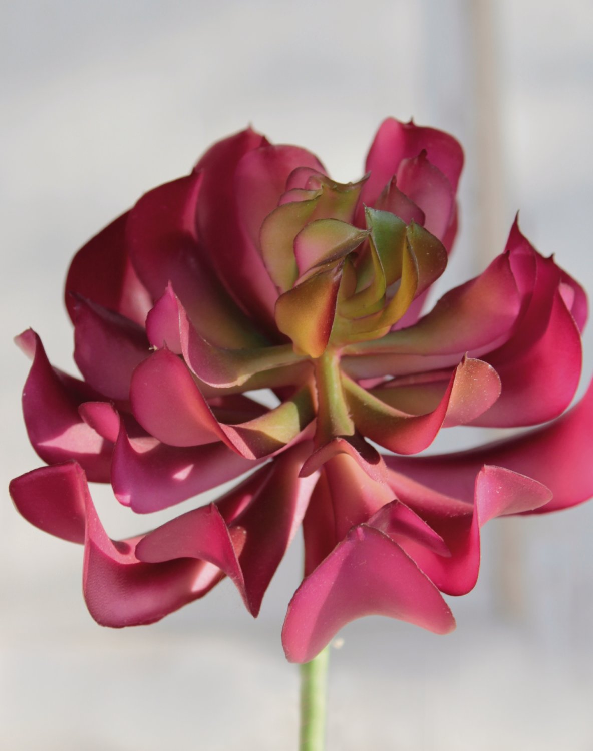 6487 849 a3 Эониум искусственный на палочке, 13 см, Ø 10 см, зелено-бордовый H-andreas  - Вид №1