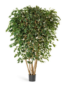 10.31007N Фикус Бенджамина многоствольный Цветочная коллекция