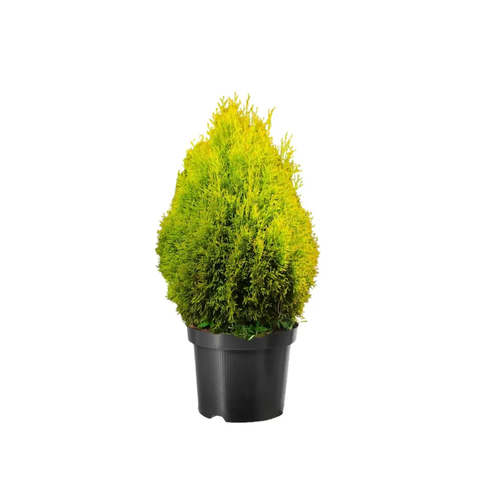 Туя западная Голден Смарагд ø38 h153 см Santreyd STLM-2061825