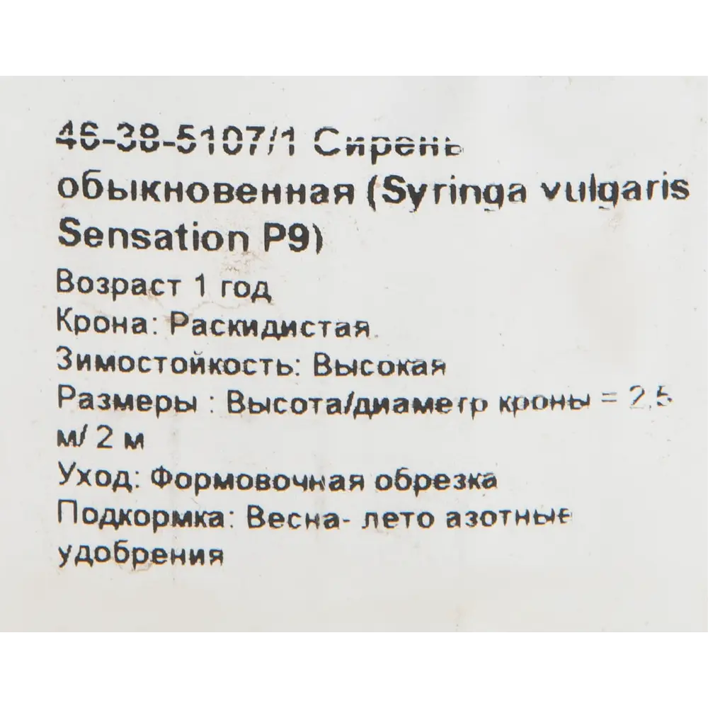 Сирень обыкновенная «Сенсация» 9x15 см 82625251 STLM-2149725 PLANTMARKET  - Вид №1