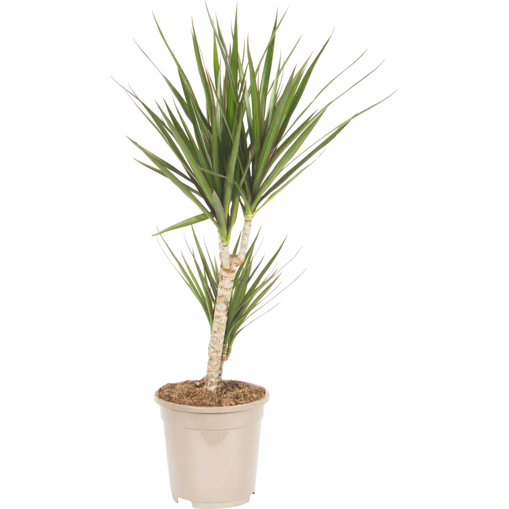 Santreyd Драцена Маргината Тоэф - изящное комнатное дерево 15745347 STLM-0006288