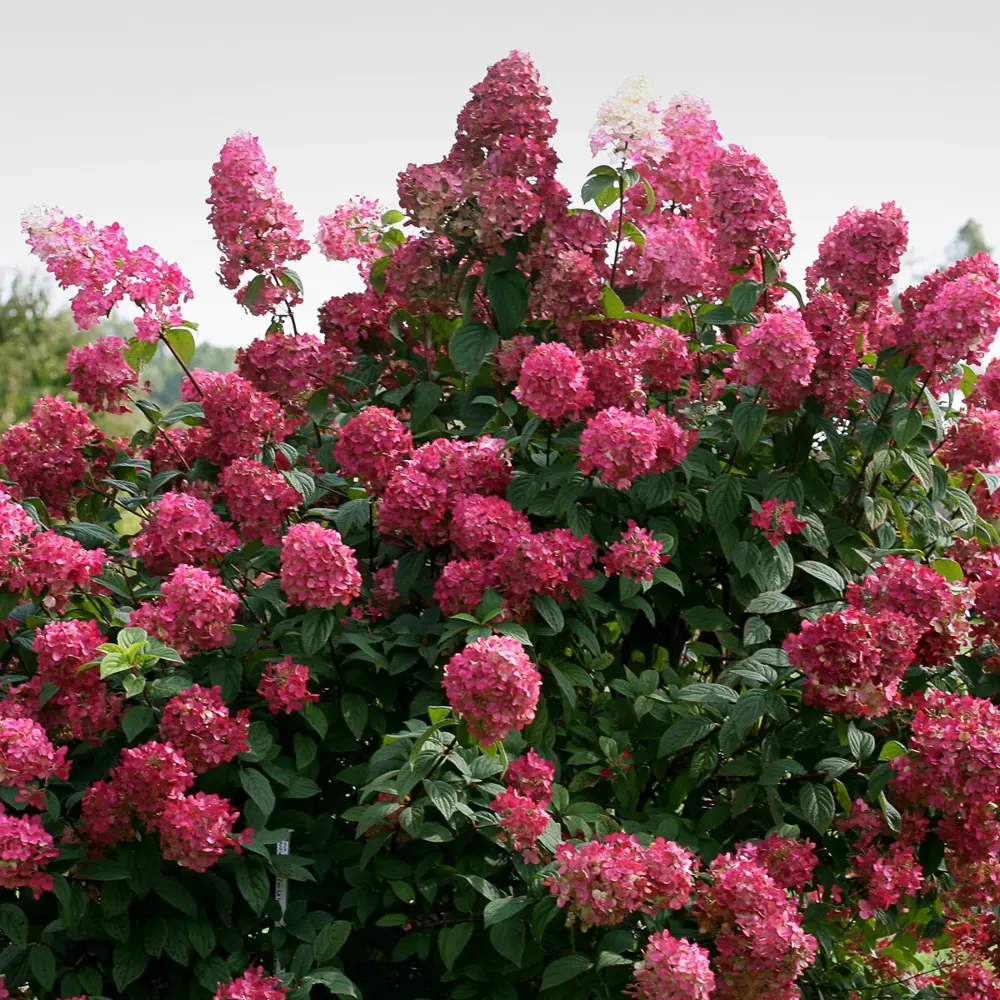 Гортензия метельчатая Даймонд Руж ø19 h40 см PLANTMARKET STLM-2008914