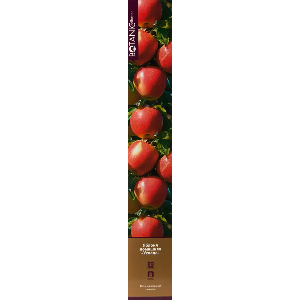 Яблоня Услада в тубе 82539474 STLM-2030371 BOTANIC COLLECTION 