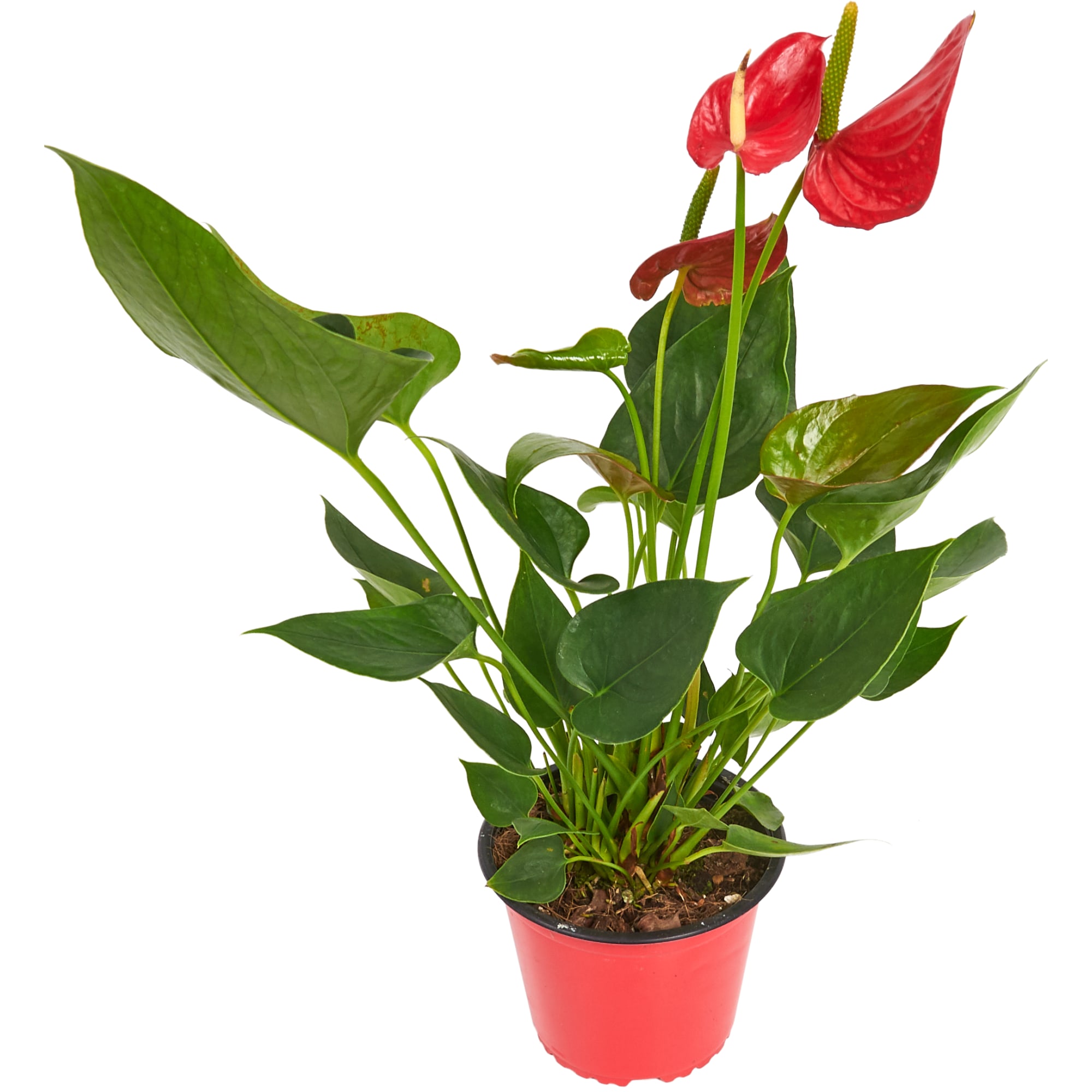 12510630 Антуриум 15х65 см Santreyd 