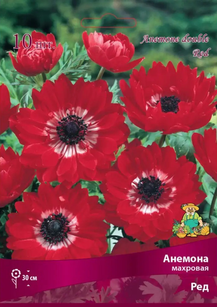 Santreyd Анемона махровая Ред - яркий многолетник для сада 83593863