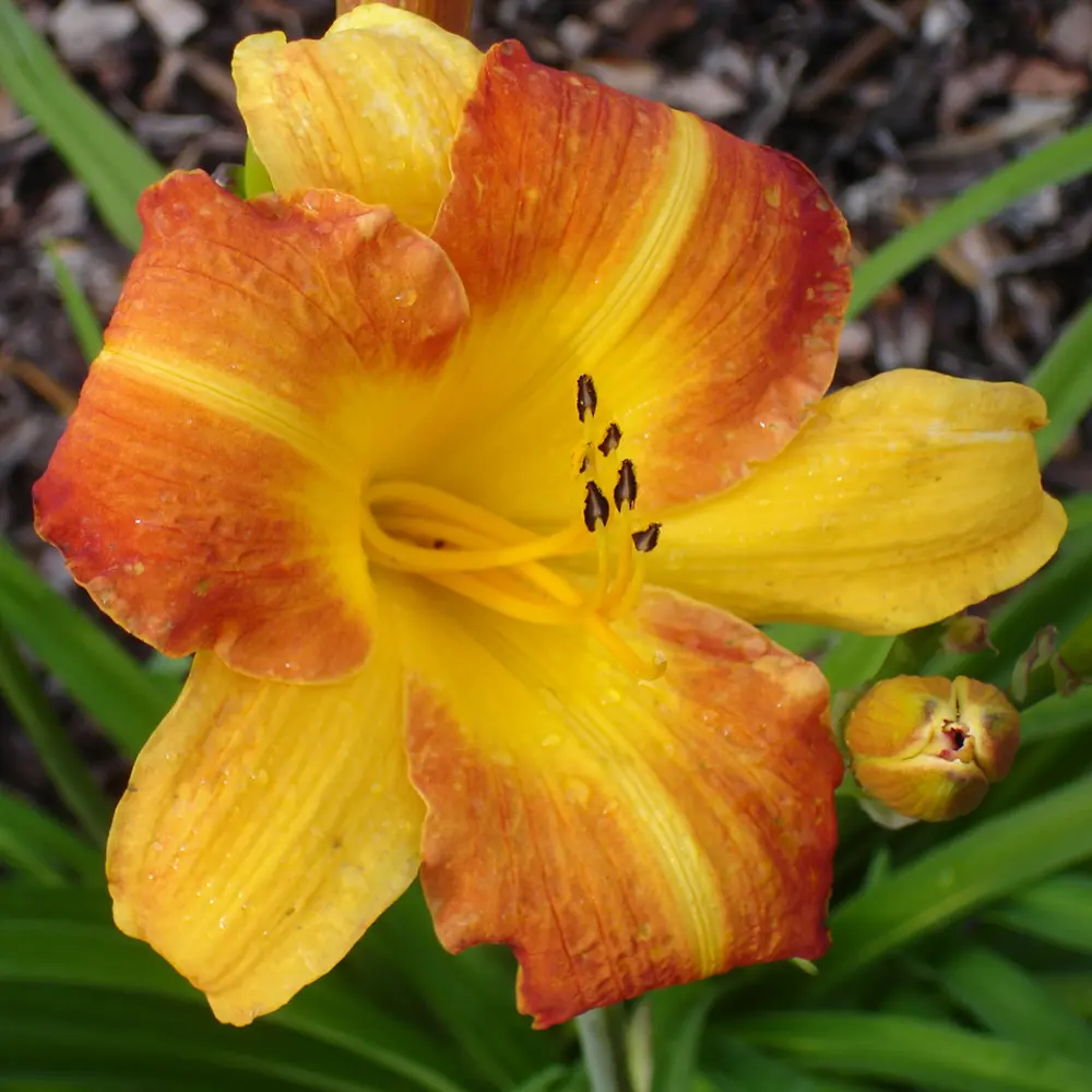 Лилейник «Франц Хайс» 1/16 (FRANS HALS) Santreyd STLM-2036339 - Вид №1