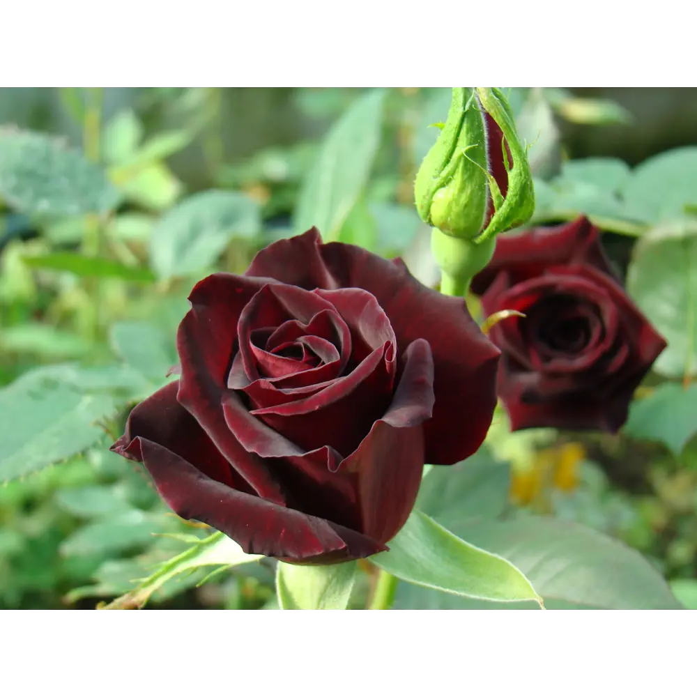Роза чайно-гибридная Блэк Баккара ø19 h55 см 84827538 STLM-2165907 PLANTMARKET 