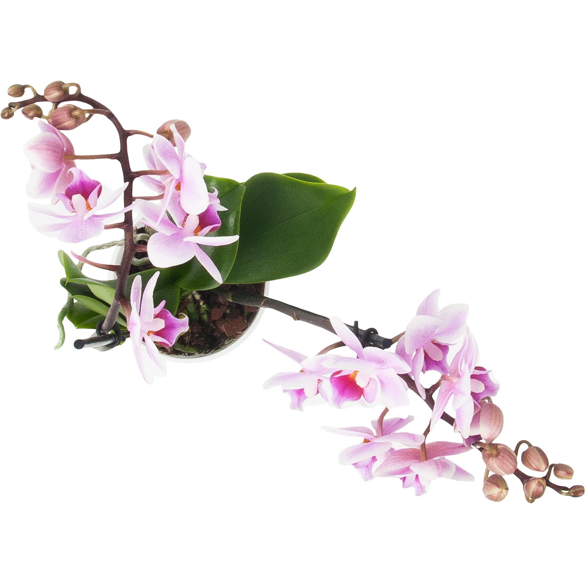 82330254 Орхидея Фаленопсис Супер экстра микс 2 стебля ø9 h40 см Santreyd  - Вид №1