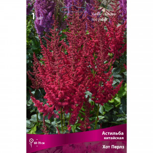 88294701 Астильба китайская Хот перлз луковица I