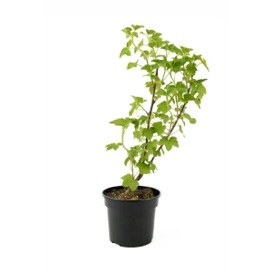 Саженец красной смородины Jonkheer Van Tets от Santreyd - обильный урожай в вашем саду 84841706