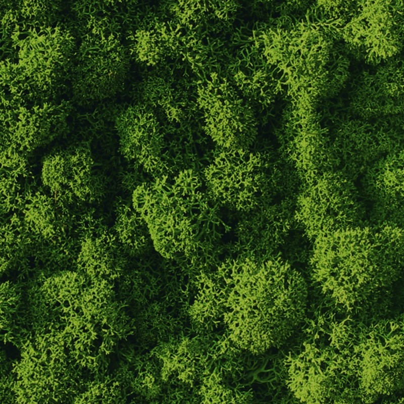 VER001 Лишайник Adriani e Rossi 01 Мох светло-зеленый  - Вид №5