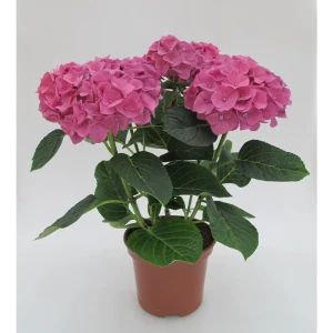 Гортензия «Макрофила» 19x45 см 82732673 STLM-2137098