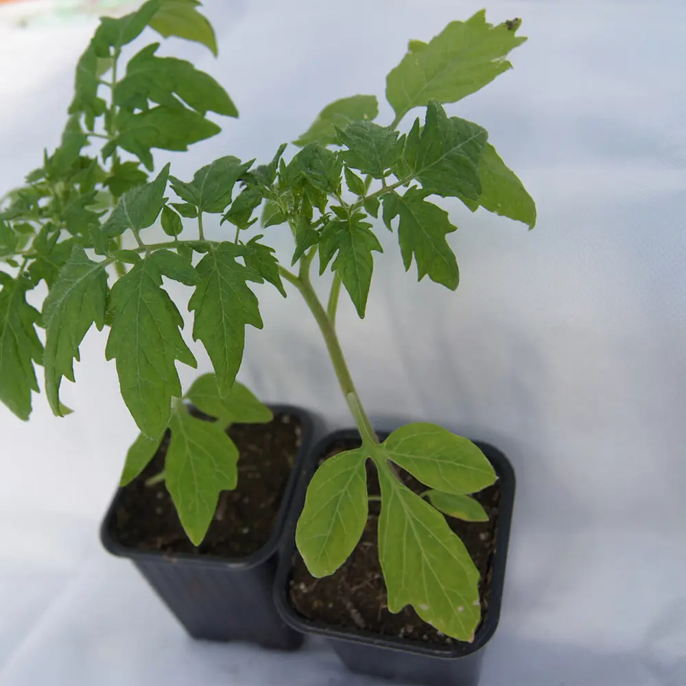 Рассада Томат микс ø9 h99 см Santreyd STLM-2138477