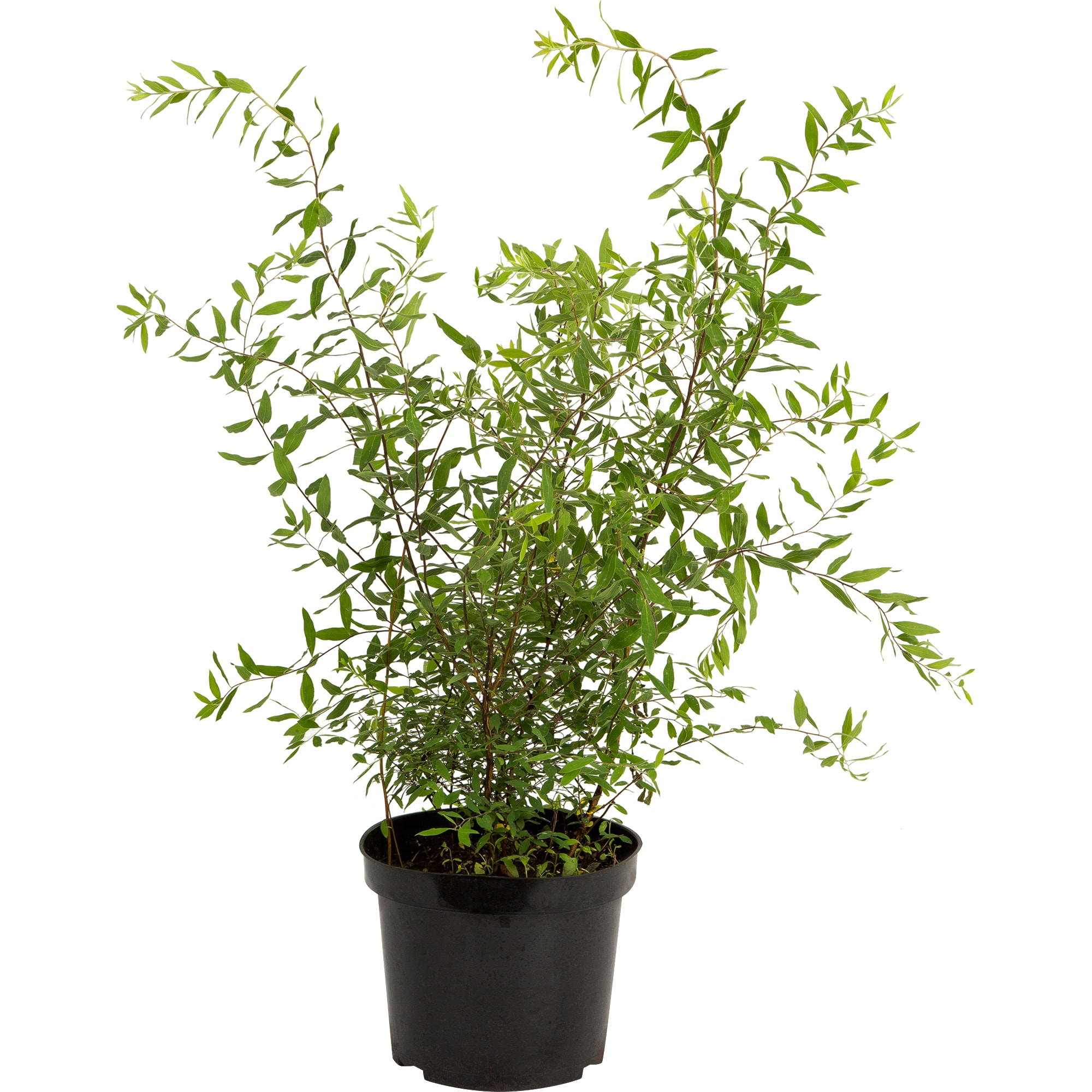 18468699 Спирея серая «Грефшейм», С3/60-80 см Santreyd 