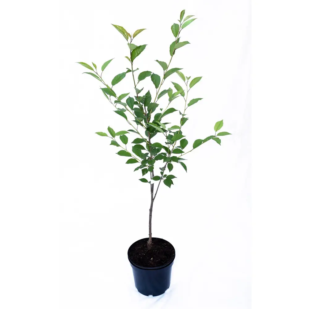 Вишня степная «Желанная» 17.5x50 см 82585398 STLM-2144501 Santreyd 