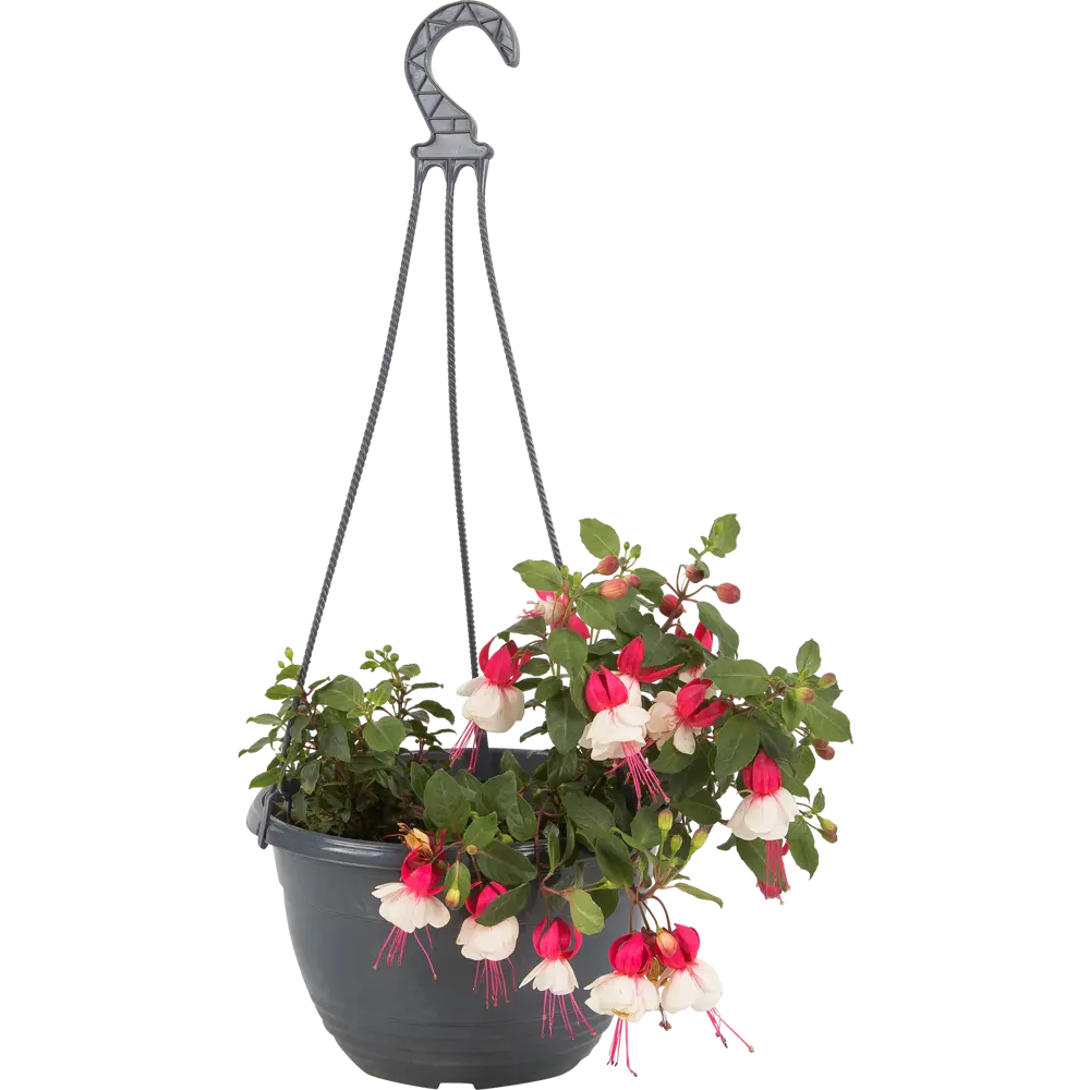 Рассада «Фуксия ампельная», 25x21 см 12713737 STLM-2081207 Santreyd 
