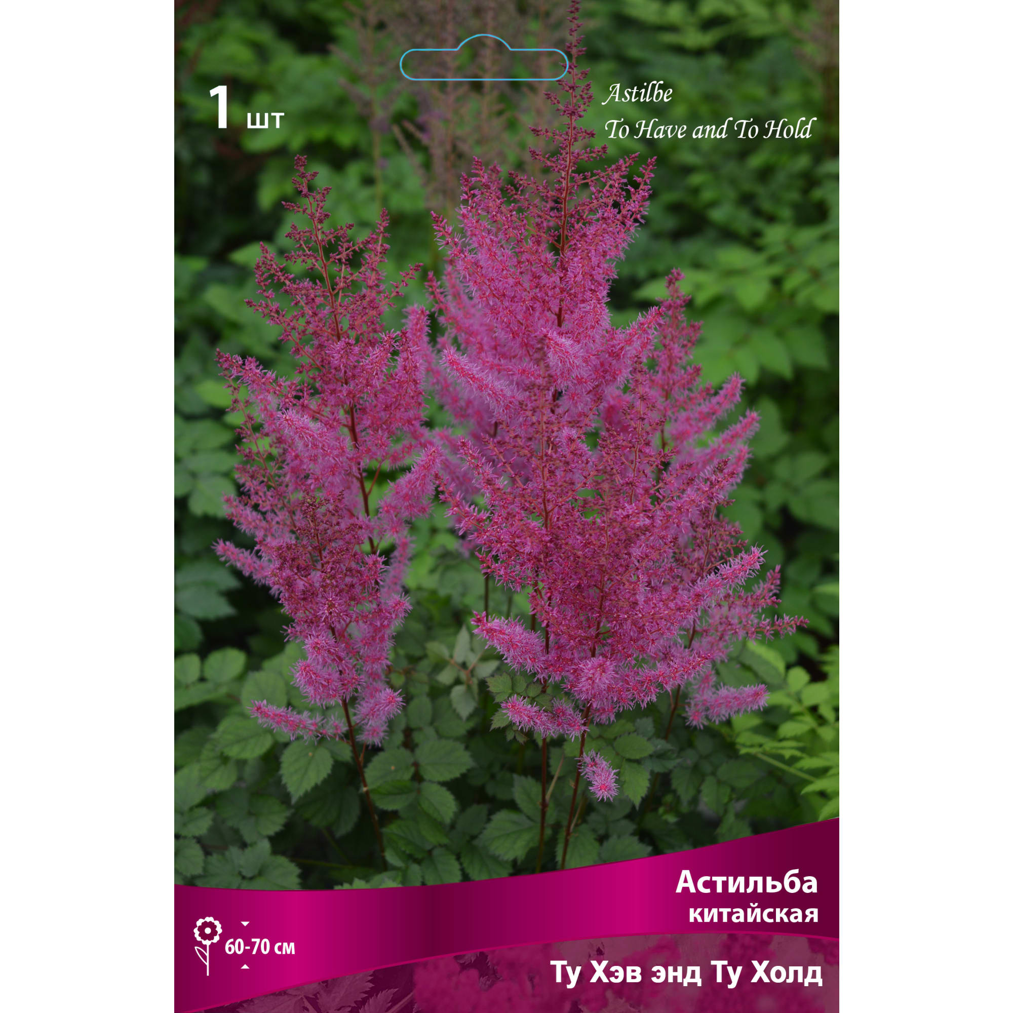 88294700 Астильба китайская Ту хэв энд ту холд луковица I Santreyd 