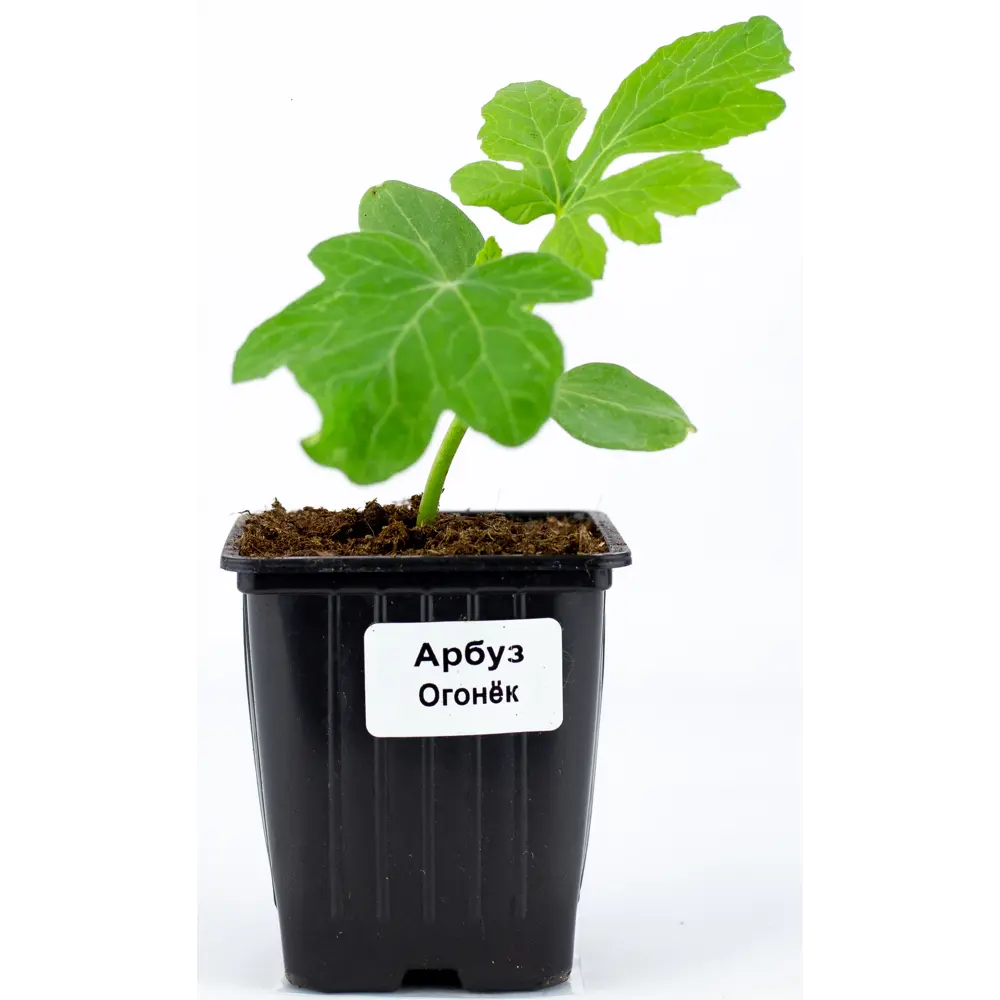 Арбуз h15 см Santreyd STLM-2025131