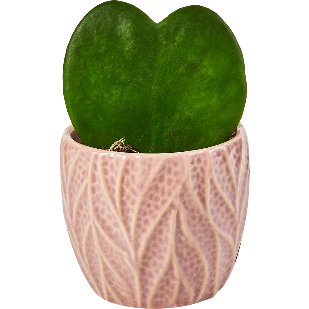 Santreyd Хойя Керри — живое сердце в вашем интерьере 89354349 STLM-0952610