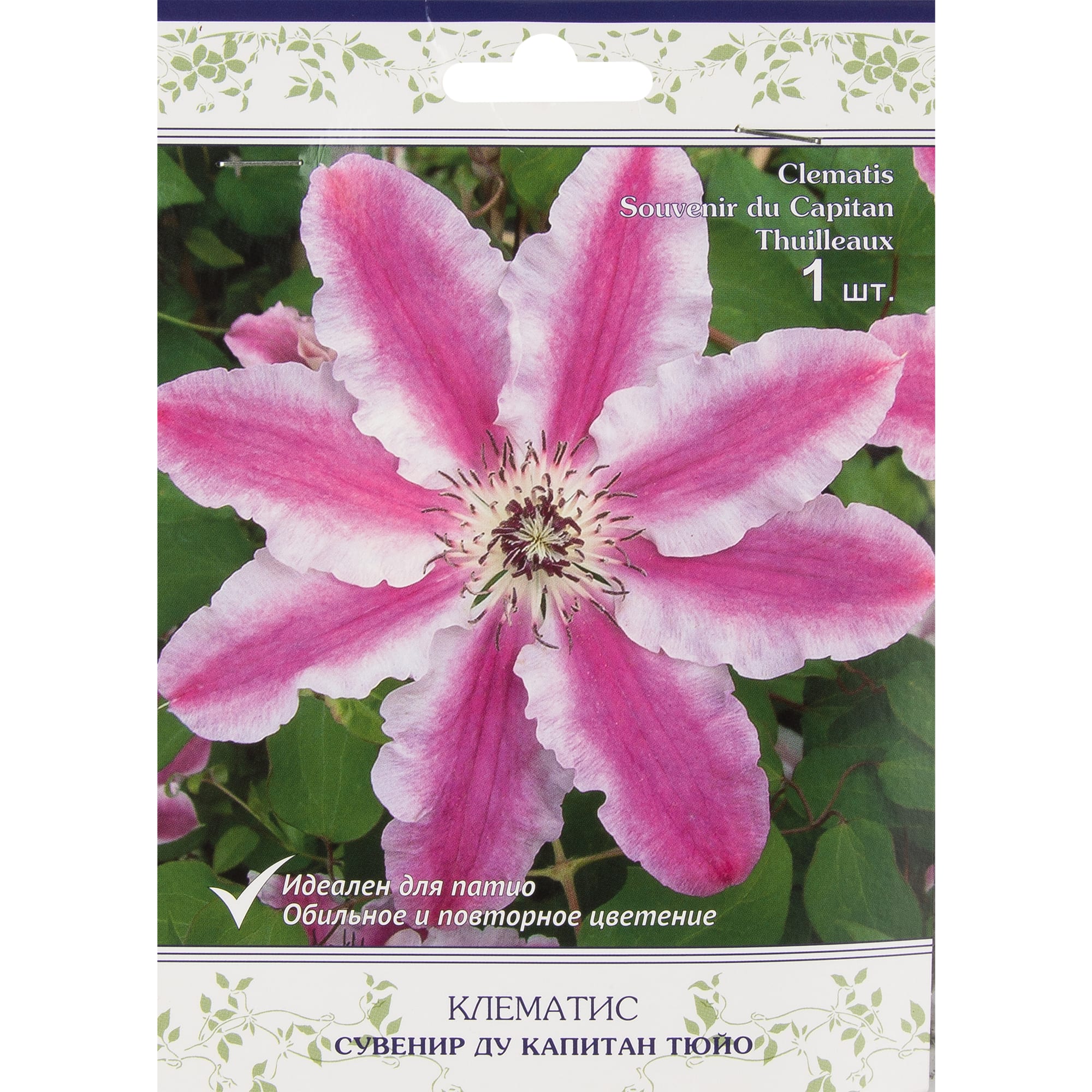 82527578 Клематис крупноцветковый Сувенир ду Капитан Тюйо в капере Santreyd 