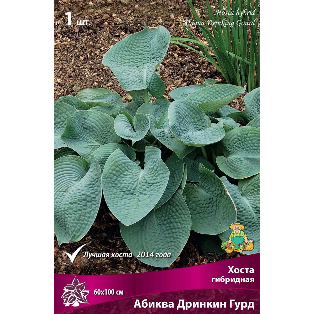 Хоста гибридная «Абиква Дринкин Гурд», 1 шт Santreyd STLM-2059782
